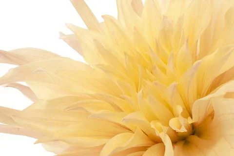 Dahlia Foto stock