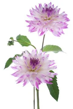 Dahlia Stock Photos