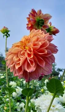 DAHLIA Stock Photos