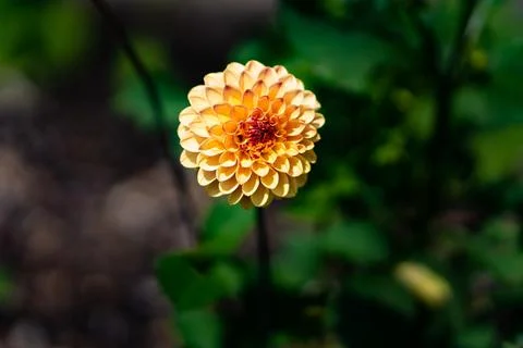 Dahlia Stockfoto's