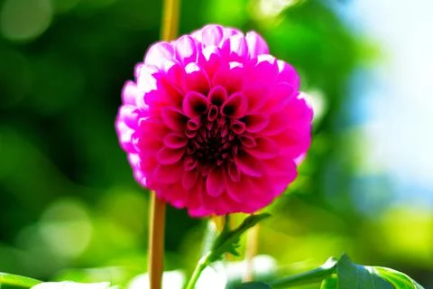 Dahlia Stock Photos