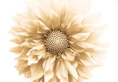 Dahlia Fotos de archivo