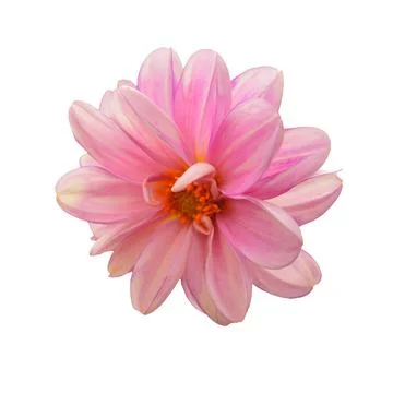 Dahlia Stock Photos