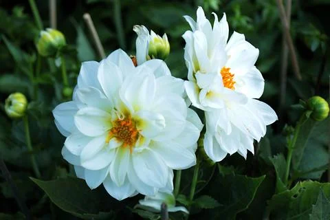 Dahlia Stock Photos