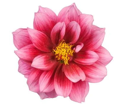 Dahlia Stock Photos