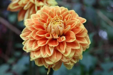 Dahlia Stock Photos