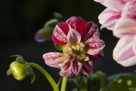 Dahlia Stock-Fotos