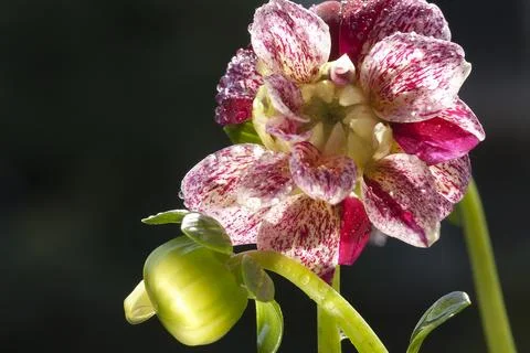 Dahlia Stock Photos