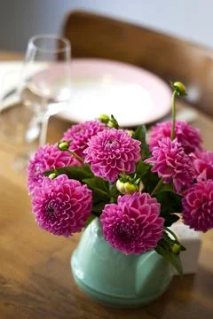 Dahlia Stock Photos
