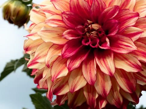 Dahlia Stock Photos