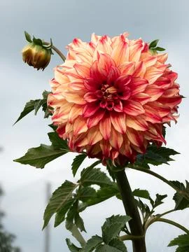 Dahlia Stock Photos