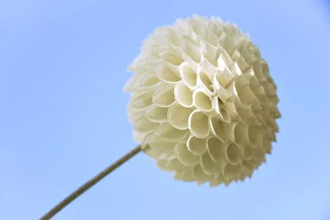 Dahlia Stock-Fotos