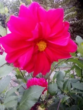 Dahlia Stock Photos