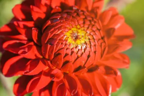 Dahlia - red blossom Stock Photos