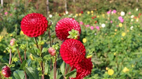 Dahlia red Stock-Footage 95035574