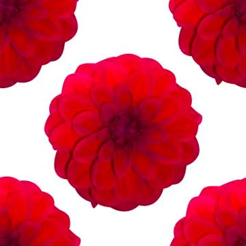 Dahlia Red pattern seamless. Beautiful flower background Stock Photos