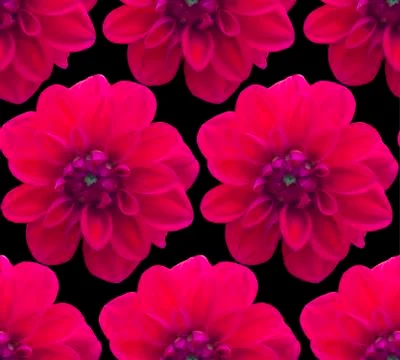 Dahlia Red pattern seamless. Beautiful flower background Foto stock
