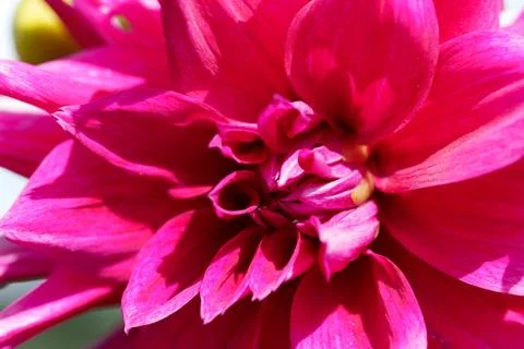 Dahlia in sunlight. Stock-Fotos