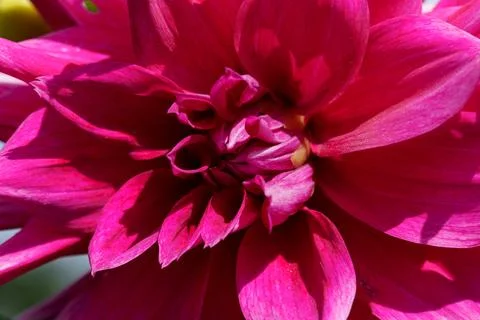 Dahlia in sunlight. 写真素材