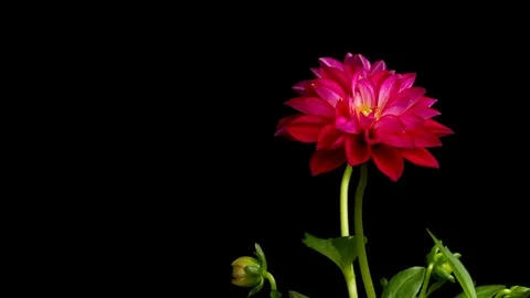 Dahlia Time-lapse Stock Footage 76177038