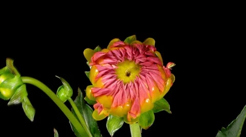 Dahlia Timelapse Stock Footage 7910282