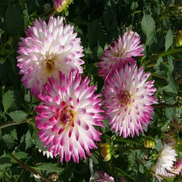  Dahlia Veritable, Kaktusdahlie Sorte in Weiß und Pink Copyright: xZoonar... Stock Photos
