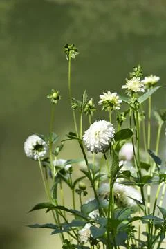 Dahlia White Aster Stock Photos
