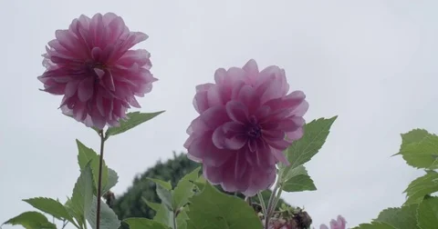 Dahlias Video stock 82884555