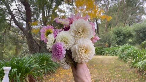 Dahlias Stock Footage 272288673