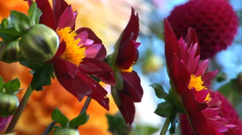 Dahlias in a Garden Stock Footage 33604748