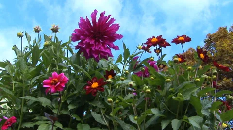Dahlias in a Garden Stock Footage 33604932