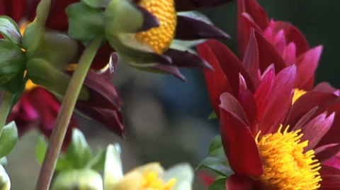 Dahlias in a Garden Stock Footage 33604950