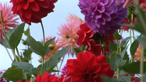 Dahlias in a Garden Stock Footage 33604986