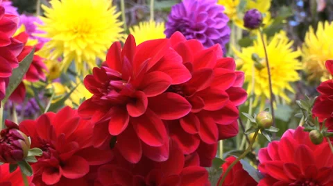 Dahlias in a Garden Stock Footage 33604987