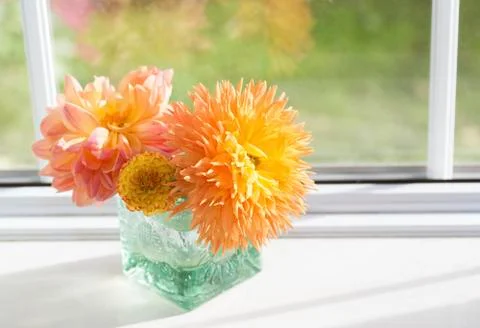 Dahlias Stock Photos