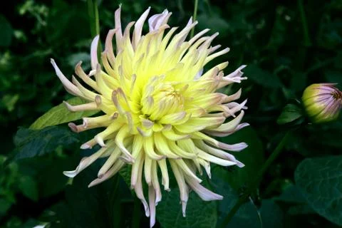 Dahlias Stock Photos