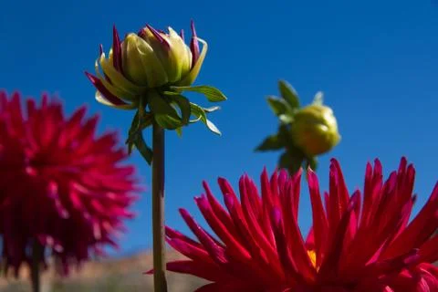 Dahlias 스톡 사진