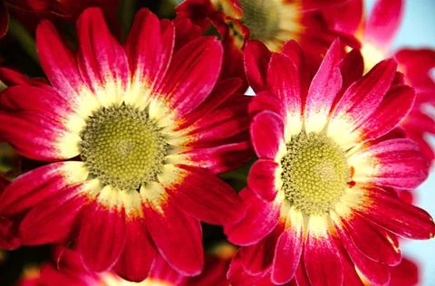 Dahlias Stock Photos