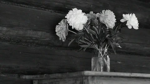 Dahlias on the table, black and white Stock Footage 116478286
