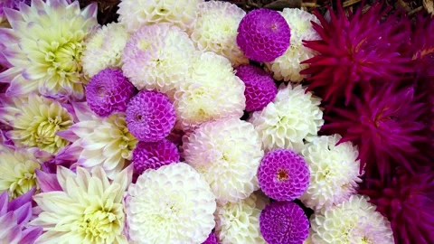 Dahlie Stock Footage 167604660