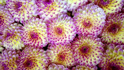 Dahlie Video stock 167604728