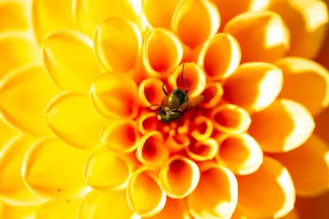 Dahlie mit Fliege Stock Photos