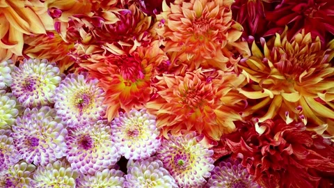 Dahlie1 Video stock 167604658