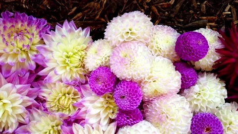 Dahlie2 Video stock 167604707