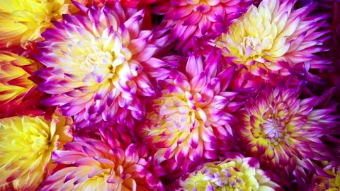 Dahlie4 Video stock 167604754