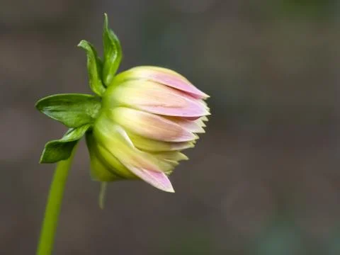 Dahlien blüte Stock Photos
