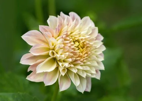 Dahlien Blüte Stock Photos