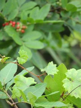Dahoon Holly Shrub Stock Photos