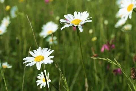 Daidies on a meadow Stock Photos