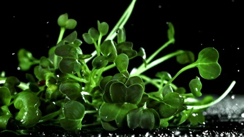 Daikon microgreens fall on a wet table. Filmed on a high-speed camera at 1000 Stock Footage 308120090